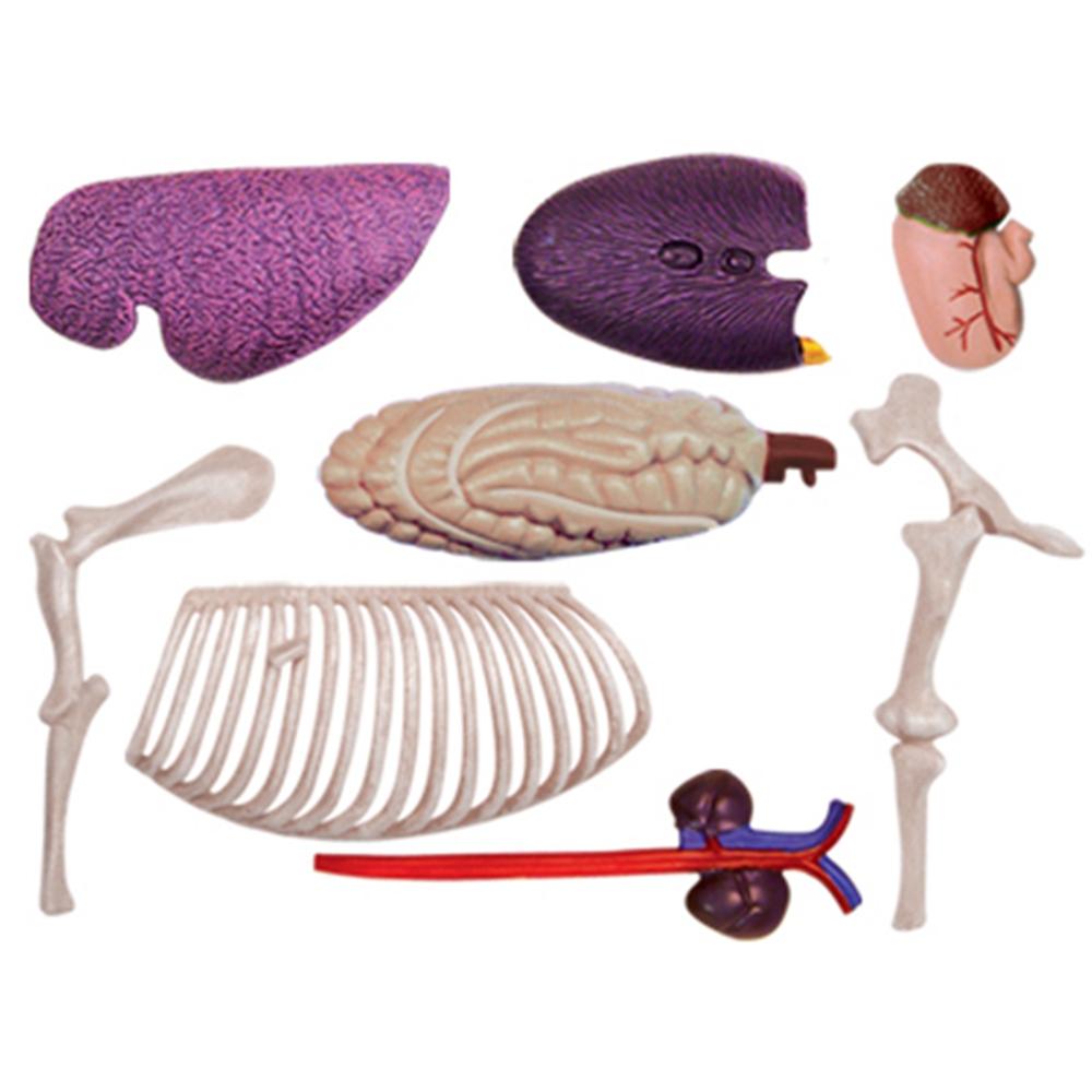 Animal Organ Anatomy Model 4D  - Science Toy recension och pris